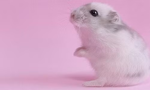 Nhat Ban thanh cong trong chon gioi tinh cho chuot thu tinh nhan tao