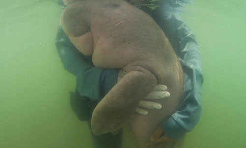 Bo bien lac me tung gay sot chet tuc tuoi vi dieu am anh