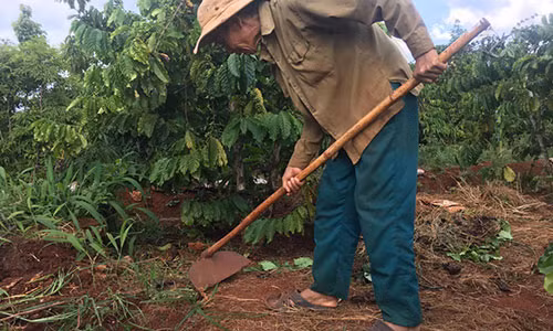 Theo chân người dân vào rẫy cà phê săn lùng loài vật cực "độc" Theo chan nguoi dan vao ray ca phe san lung loai vat cuc