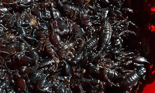 Theo chan nguoi dan vao ray ca phe san lung loai vat cuc 