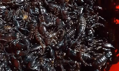 Theo chân người dân vào rẫy cà phê săn lùng loài vật cực "độc" - Hình 3 Theo chan nguoi dan vao ray ca phe san lung loai vat cuc