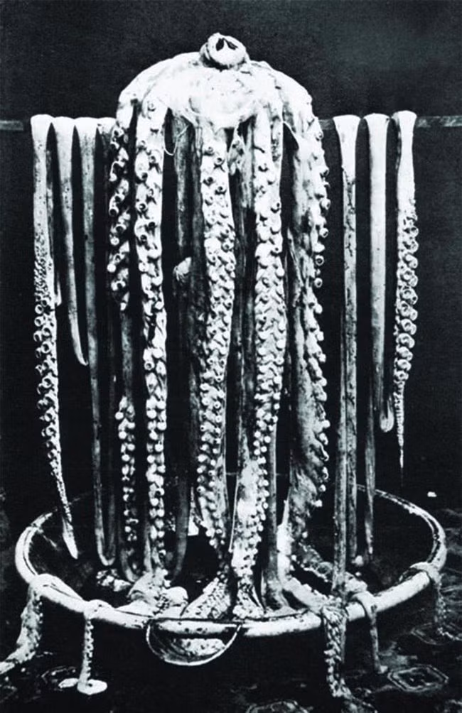 Bức ảnh đầu tiên chụp một con mực khổng lồ năm 1873.