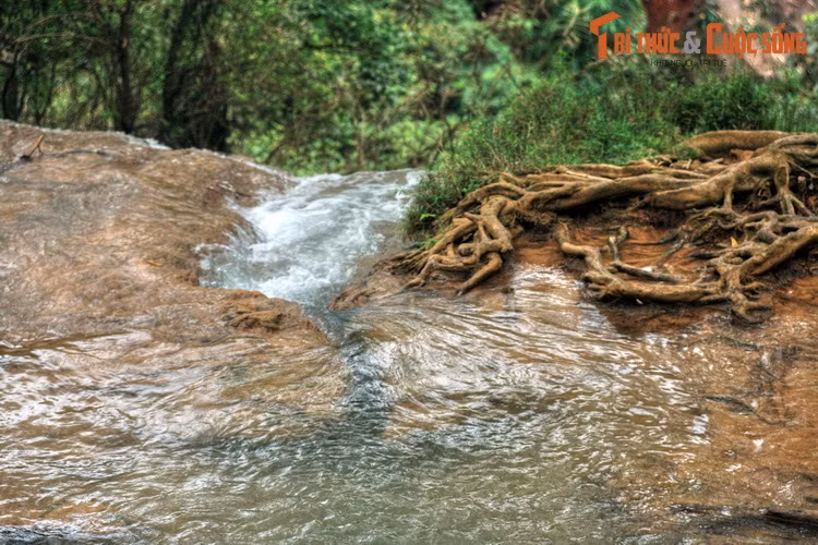 Thảm thực vật quanh thác phát triển rất tươi tốt với nhiều cây cổ thụ to lớn, rễ cây mọc đan xen nhau tràn cả xuống lòng suối.