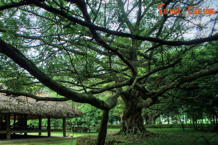 Vào thời khắc lịch sử đó, từ mái đình Tân Trào, lời kêu gọi cứu quốc được phát đi tới mọi miền, thúc giục hơn 20 triệu đồng bào cùng đứng lên tiến hành tổng khởi nghĩa dành chính quyền, đưa đất nước sang một kỷ nguyên mới, kỷ nguyên độc lập tự do và chủ nghĩa xã hội.