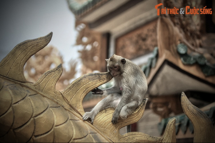 Lời đồn này gắn với một giai thoại được nhiều người truyền tai nhau. Cụ thể, vào thời xa xưa, trên núi Châu Thới có đôi vợ chồng hành nghề đốn củi. Cuộc sống nghèo khó, họ thường xảy ra mâu thuẫn.