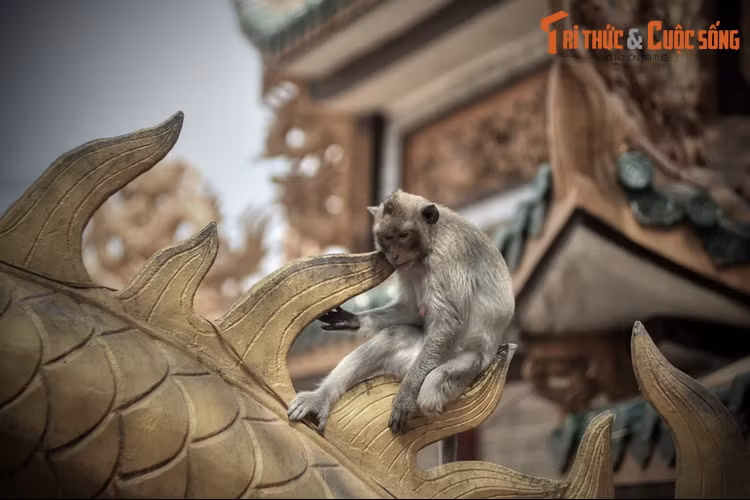 Lời đồn này gắn với một giai thoại được nhiều người truyền tai nhau. Cụ thể, vào thời xa xưa, trên núi Châu Thới có đôi vợ chồng hành nghề đốn củi. Cuộc sống nghèo khó, họ thường xảy ra mâu thuẫn.