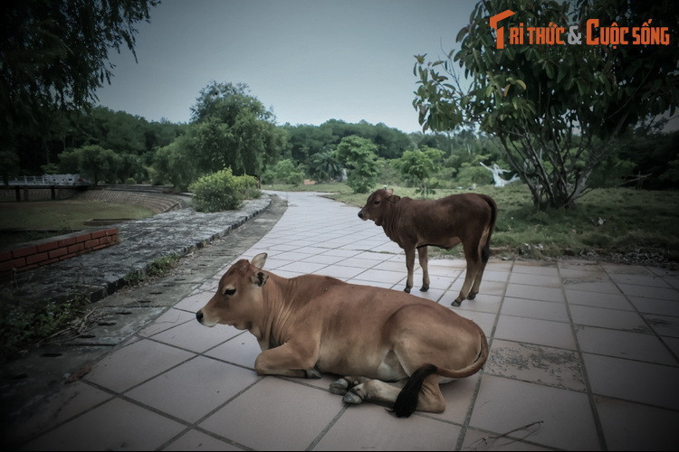 Những chú bò nhởn nhơ gặm cỏ và hồn nhiên chiếm lĩnh các con đường không một bóng người.