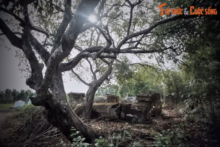 Một số bậc cao niên sống gần khu mộ cũng cho rằng, chuyện vua cho trồng cây thị với hàm ý miệt thị là không chính xác. Vì trước đây, khu mộ được bảo vệ bằng một hàng rào cây ăn trái. Sau đó do thời gian, lũ lụt, đa phần cây ăn trái trong hàng rào bảo vệ chết hết, chỉ còn lại cây thị.