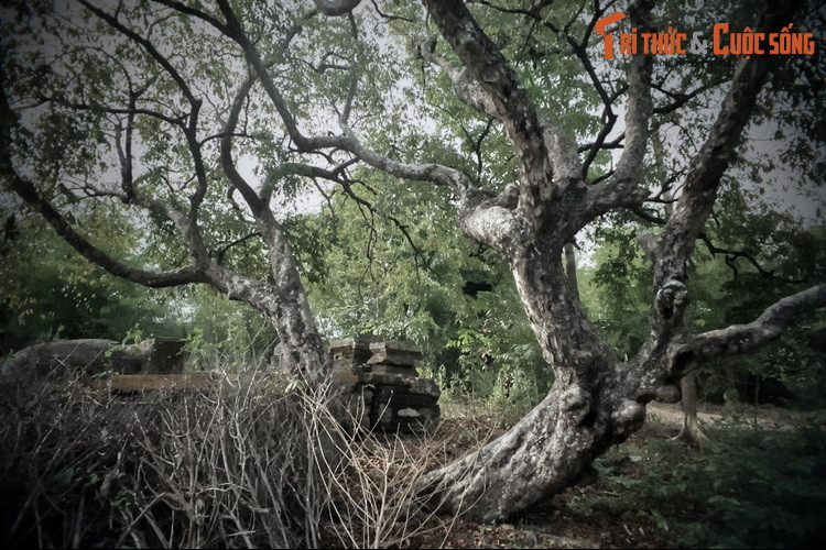 Vợ chồng ông Lê Phước Tang đã nằm dưới mộ nhưng cũng không yên vì bị truy tội “dưỡng bất giáo” (nuôi con mà không dạy dỗ). Vua cho phạt đánh roi và xiềng xích cả khu mộ. Dân gian còn kể lại rằng, hai cây thị to trong khu mộ ông Tang chính là thị do vua trồng mang hàm ý miệt thị đến muôn đời về sau...