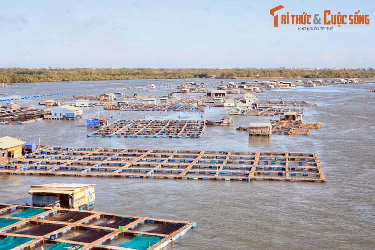 Bên cạnh Nhà lớn Long Sơn, làng bè Long Sơn cũng là một địa điểm được du khách yêu thích khi đến đảo Long Sơn. Là kế sinh nhai của hàng trăm hộ cư dân đảo, nghề thả bè nuôi hàu, cá, tôm đã tạo nên một quần thể làng nổi độc đáo trên sông Dinh.