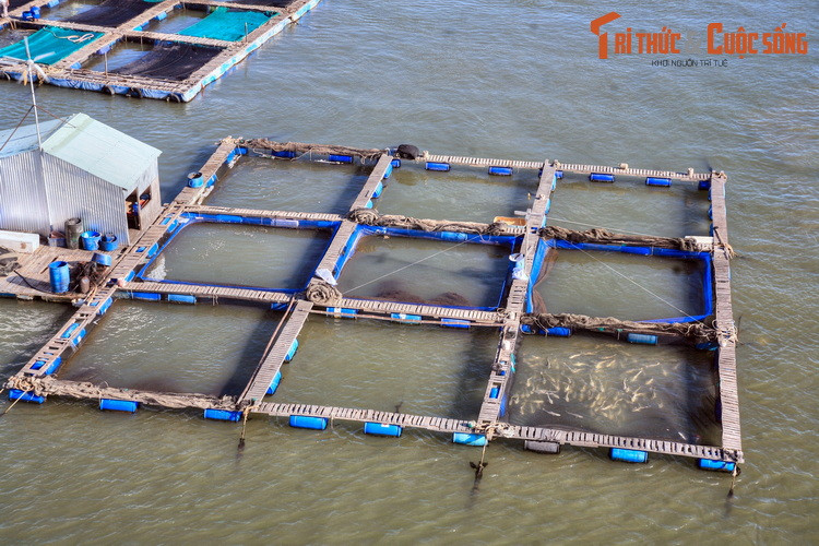 Đền với làng bè, du khách sẽ có có cơ hội trải nghiệm không gian sông nước bình yên, khám phá những điều lý thú của nghề nuôi cá bè và thưởng thức những món thủy hải sản tươi ngon được đánh bắt ngay tại chỗ.