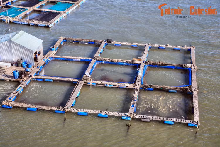 Đền với làng bè, du khách sẽ có có cơ hội trải nghiệm không gian sông nước bình yên, khám phá những điều lý thú của nghề nuôi cá bè và thưởng thức những món thủy hải sản tươi ngon được đánh bắt ngay tại chỗ.