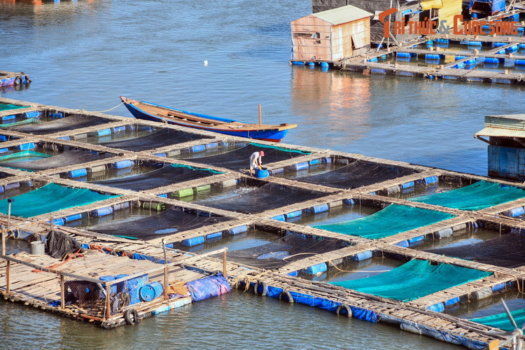 Những ngôi nhà ở nơi đây được làm bằng những nguyên liệu thô sơ như gỗ ván, lá dừa nước, tấm tôn, phía dưới là thùng phuy rỗng. Các bè cá được bài trí như ô bàn cờ, kết nối với nhau và với các ngôi nhà bằng hệ thống lối đi dập dềnh trên sóng nước.