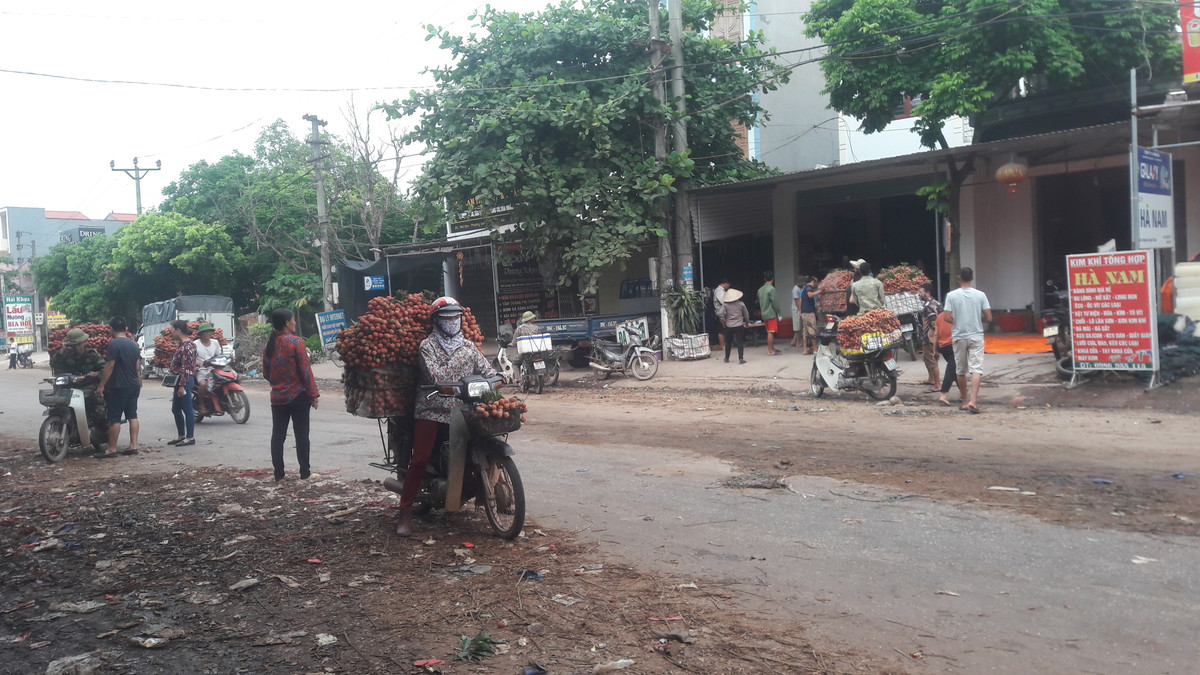 Năm nay, sản lượng vải giảm so với mọi năm nhưng giá được bán ra với giá rất cao. Dự kiến, vụ vải thiều năm nay sẽ kéo dài đến khoảng 10 ngày tới.