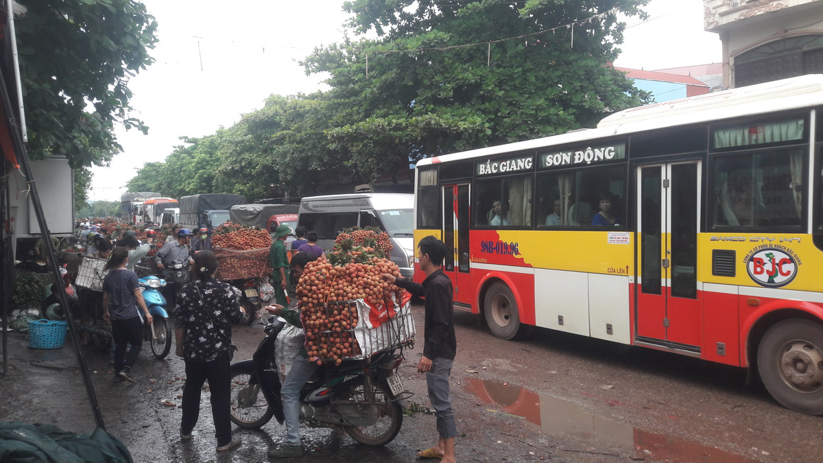 Các tiểu thương kiểm tra cẩn thận các chùm vải khi mua hàng.