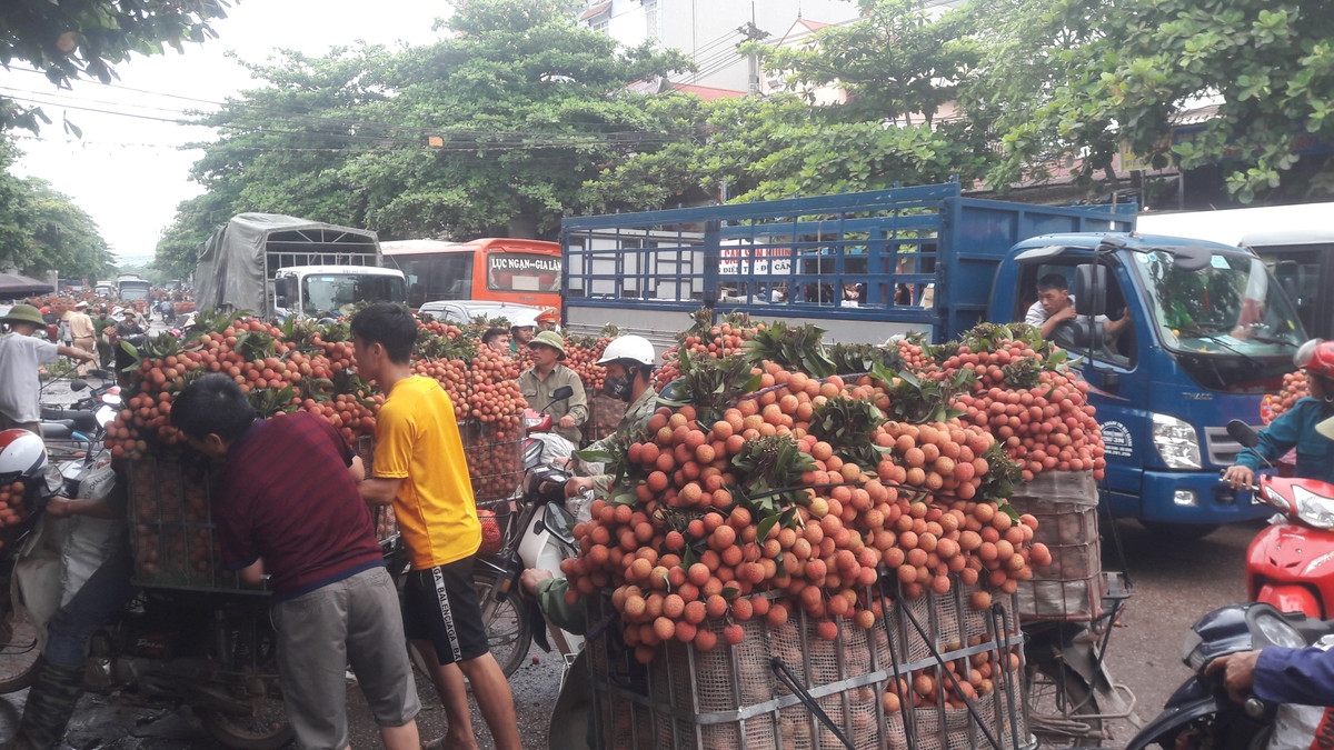 Theo ông Nguyễn Thanh Bình - Chủ tịch UBND huyện Lục Ngạn cho biết, vải thiều tại huyện Lục Ngạn đang vào giữa vụ. Năm nay, sản lượng vải đạt từ 80 đến 90 nghìn tấn, so với năm 2018 là năm sản lượng cao đỉnh điểm thì thấp hơn khoảng 60 nghìn tấn. Nhưng nếu so với các năm trước như năm 2017 thì sản lượng vải thiều năm nay vẫn tăng khoảng 30 đến 40 nghìn tấn.
