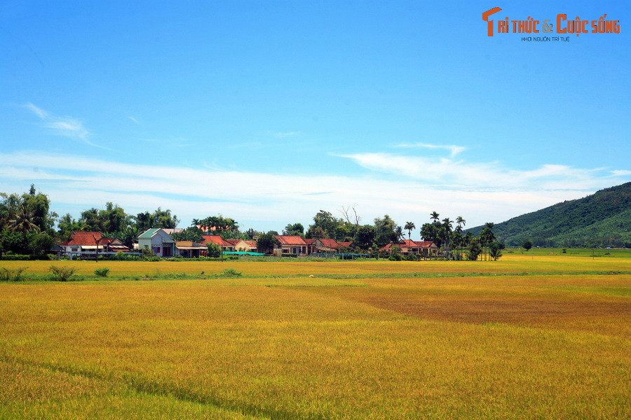 Cảnh đồng quê thanh bình ở xã Phổ Khánh, huyện Đức Phổ.