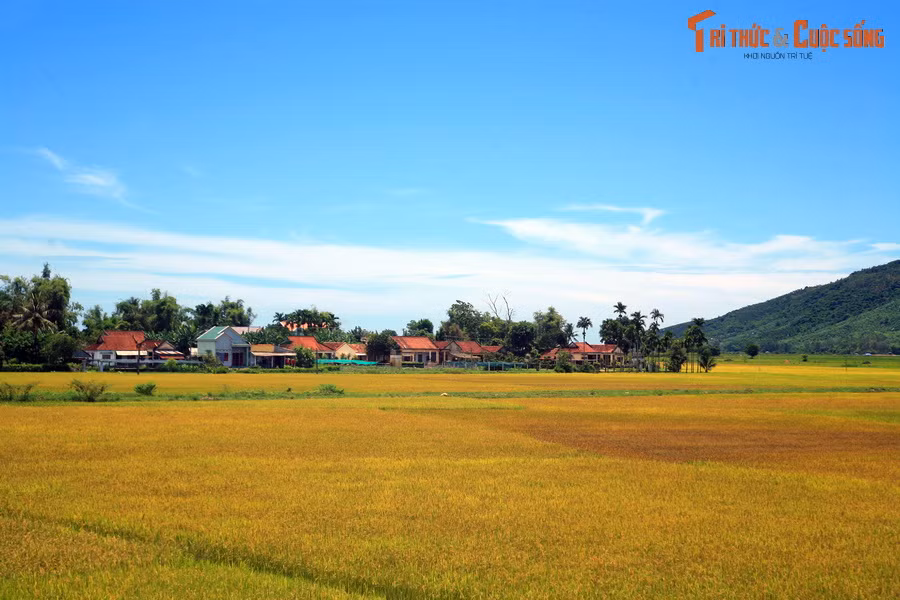 Cảnh đồng quê thanh bình ở xã Phổ Khánh, huyện Đức Phổ.