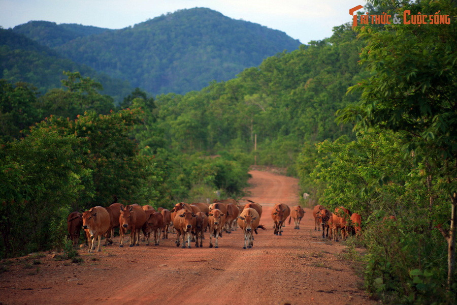 Đàn bò xuất hiện giữa khung cảnh hoang vu của tuyến đường đất đỏ liên huyện ở địa phận huyện Chư Prông, tỉnh Gia Lai.