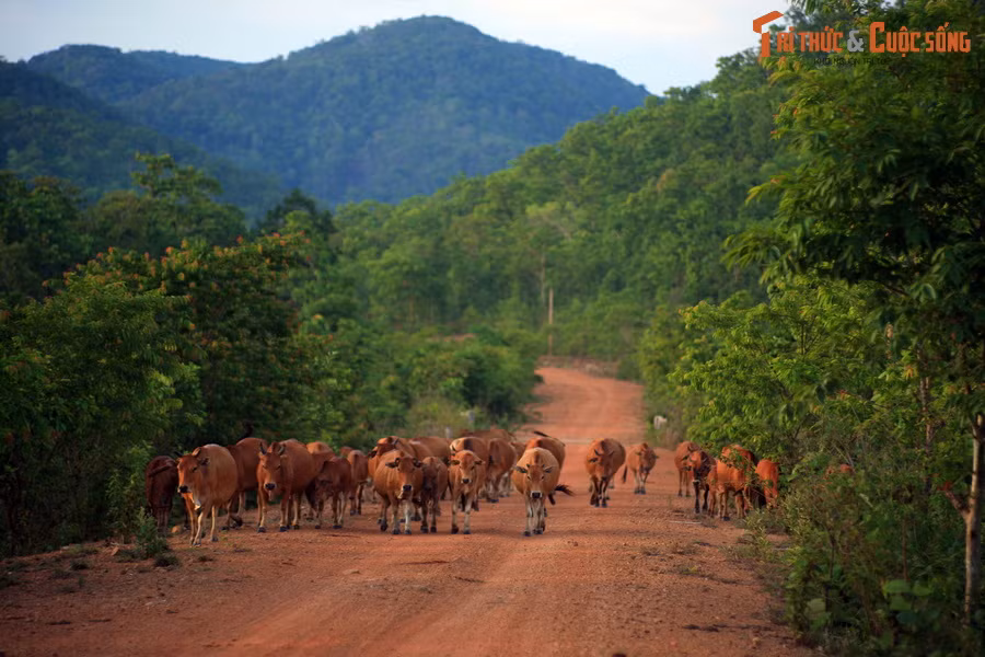 Đàn bò xuất hiện giữa khung cảnh hoang vu của tuyến đường đất đỏ liên huyện ở địa phận huyện Chư Prông, tỉnh Gia Lai.