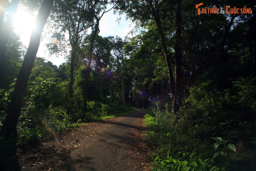 Con đường xuyên rừng nguyên sinh dẫn vào tháp Yang Prong, tháp Chăm duy nhất của Tây Nguyên, nằm ở địa phận xã Ea Rốk, huyện Ea Súp, tỉnh Đăk Lăk.