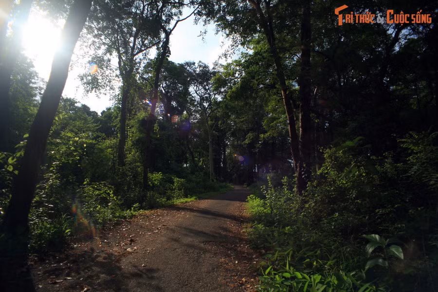 Con đường xuyên rừng nguyên sinh dẫn vào tháp Yang Prong, tháp Chăm duy nhất của Tây Nguyên, nằm ở địa phận xã Ea Rốk, huyện Ea Súp, tỉnh Đăk Lăk.