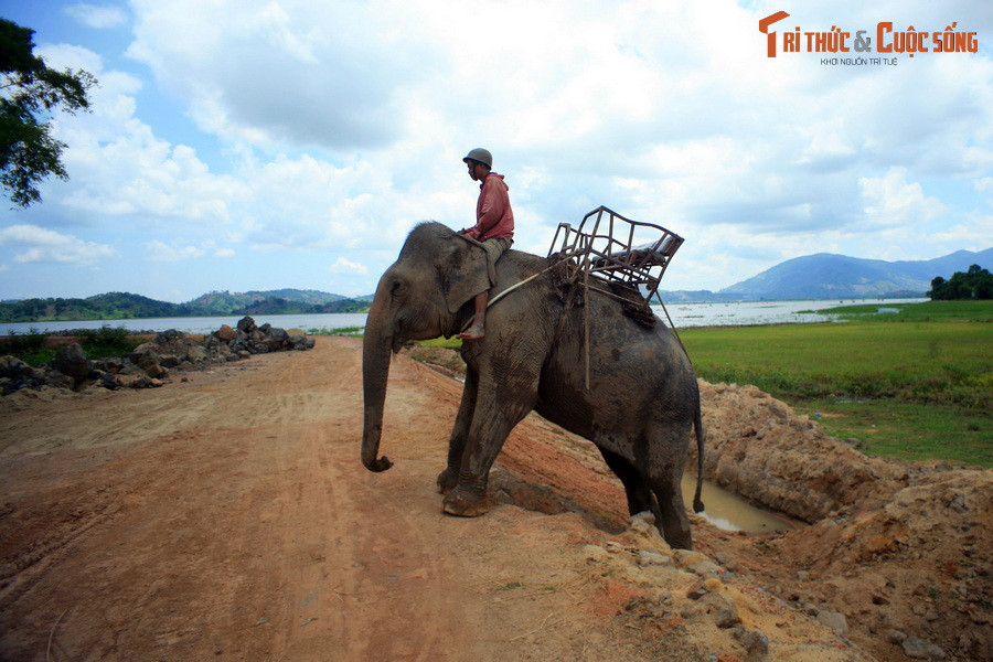 Chú voi trèo lên con đường ven hồ Lắk, gần Quốc lộ 27 ở huyện Lắk, tỉnh Đắk Lắk.