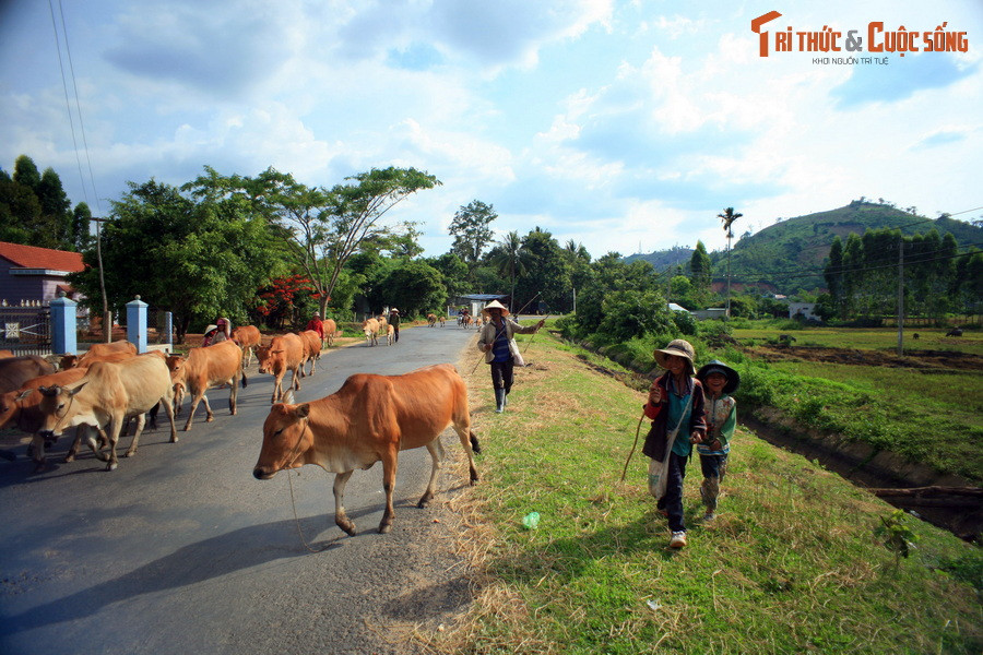 Trẻ em địa phương lùa đàn bò trên Quốc lộ 27 ở địa phận huyện Krông Bông, tỉnh Đắk Lắk.