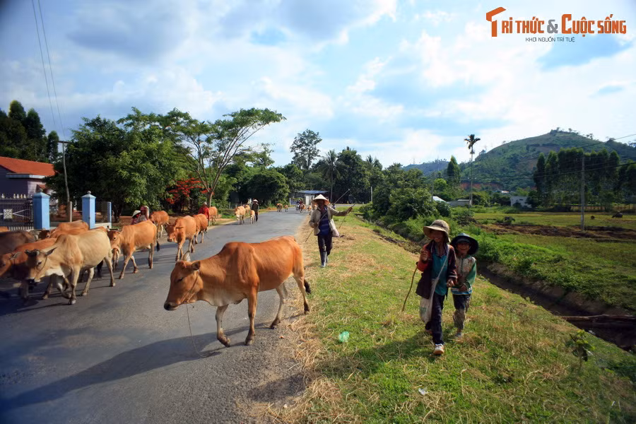 Trẻ em địa phương lùa đàn bò trên Quốc lộ 27 ở địa phận huyện Krông Bông, tỉnh Đắk Lắk.