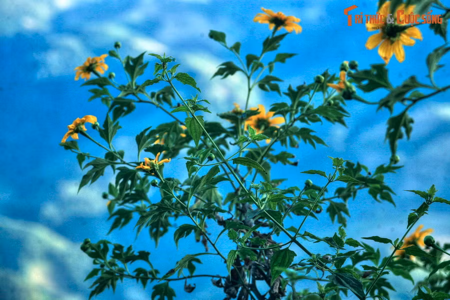 Hai công trình quan trọng của thành phố Đà Lạt là sân bay Liên Khương và Quảng trường Lâm Viên đều được thiết kế dựa trên hình tượng hoa dã quỳ. Hàng năm, tỉnh Gia Lai tổ chức Lễ hội Hoa dã quỳ dưới chân núi lửa Chư Đăng Ya, nơi hoa dã quỳ nở rất nhiều...