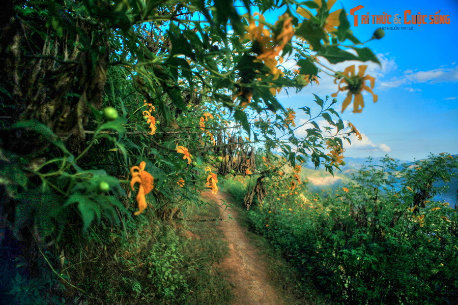 Đầu tháng 11 hàng năm là thời điểm hoa dã quỳ bung nở trên khắp các nẻo đường Tây Bắc. Hình chụp tại huyện Thuận Châu, tỉnh Sơn La.