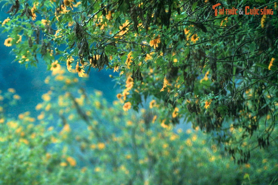 Hoa dã quỳ tuy có kích thước không lớn nhưng do cây mọc thành bụi dày đặc và đơm hoa với mật độ cao, nên khi bung nở tạo nên một thảm vàng rực rỡ bao phủ cả một vùng rộng lớn.