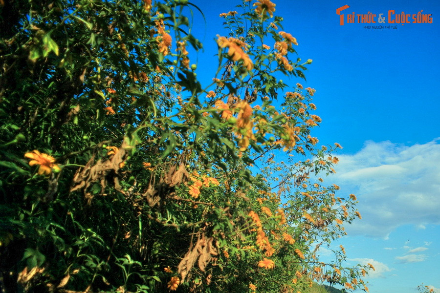 Dã quỳ còn được biết đến với các tên gọi khác như cúc quỳ, sơn quỳ, quỳ dại, hướng dương dại, là loài thực vật trong họ Cúc phân bố rộng khắp các khu vực cận nhiệt đới và nhiệt đới của thế giới.