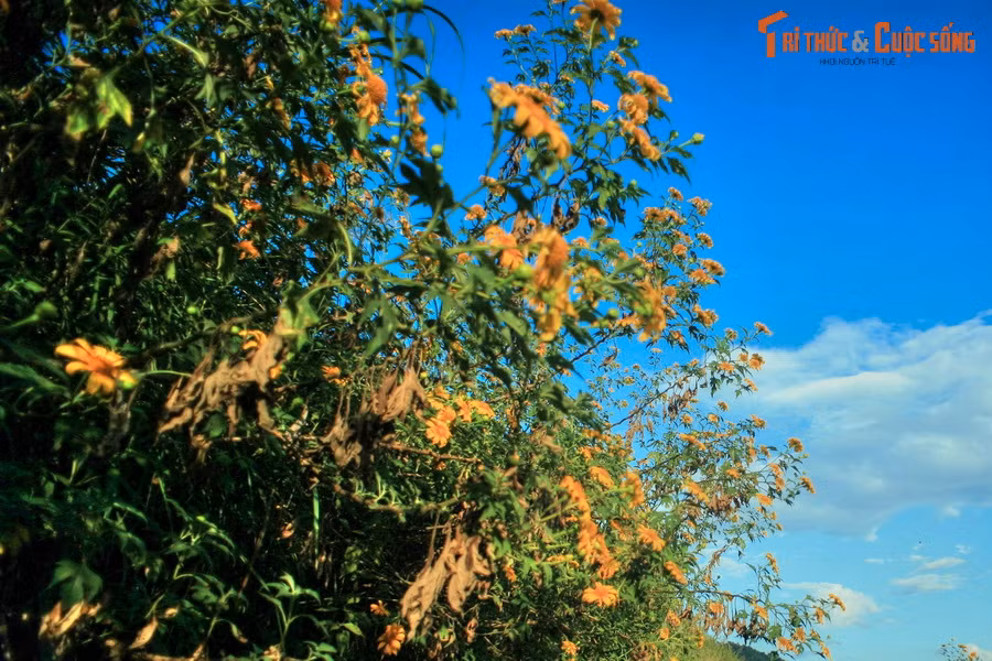 Dã quỳ còn được biết đến với các tên gọi khác như cúc quỳ, sơn quỳ, quỳ dại, hướng dương dại, là loài thực vật trong họ Cúc phân bố rộng khắp các khu vực cận nhiệt đới và nhiệt đới của thế giới.