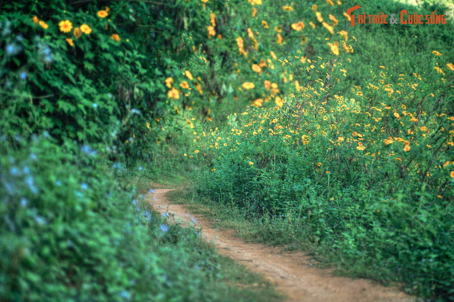 Dù chỉ là một trong nhiều khu vực mà hoa dã quỳ nở rộ ở Việt Nam, mùa hoa dã quỳ ở Tây Bắc có sắc thái riêng mà không nơi nào có được.
