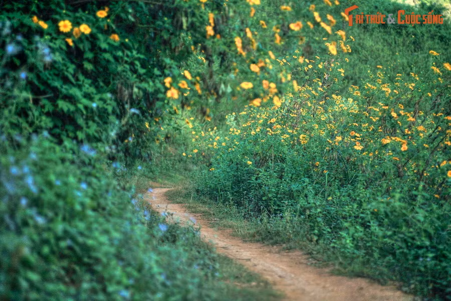 Dù chỉ là một trong nhiều khu vực mà hoa dã quỳ nở rộ ở Việt Nam, mùa hoa dã quỳ ở Tây Bắc có sắc thái riêng mà không nơi nào có được.