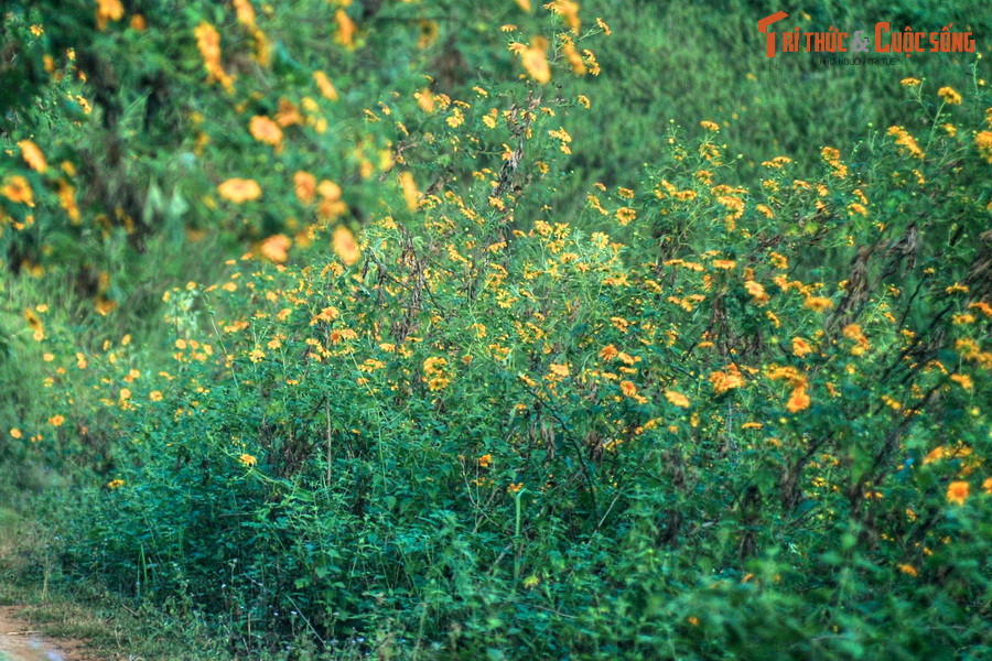 Là một loài cây dại nhưng dã quỳ có nhiều công dụng thiết thực với đời sống con người. Thân cây được thu hoạch để làm phân xanh cho các khu vườn. Hoa đẹp và lâu tàn, có thể dùng để cắm và trang trí. Lá cây được sử dụng trong một bài thuốc dân gian để chữa bệnh ghẻ.