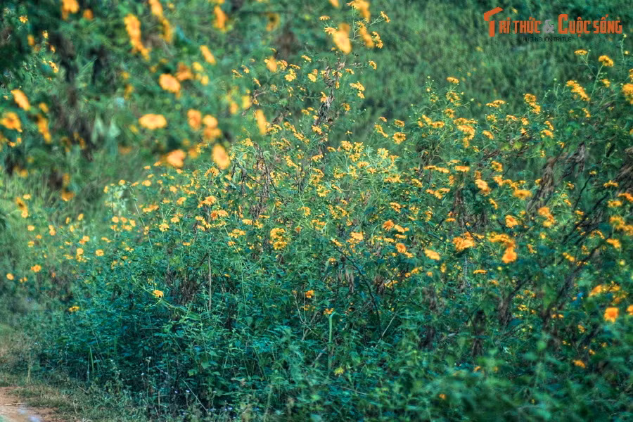 Là một loài cây dại nhưng dã quỳ có nhiều công dụng thiết thực với đời sống con người. Thân cây được thu hoạch để làm phân xanh cho các khu vườn. Hoa đẹp và lâu tàn, có thể dùng để cắm và trang trí. Lá cây được sử dụng trong một bài thuốc dân gian để chữa bệnh ghẻ.