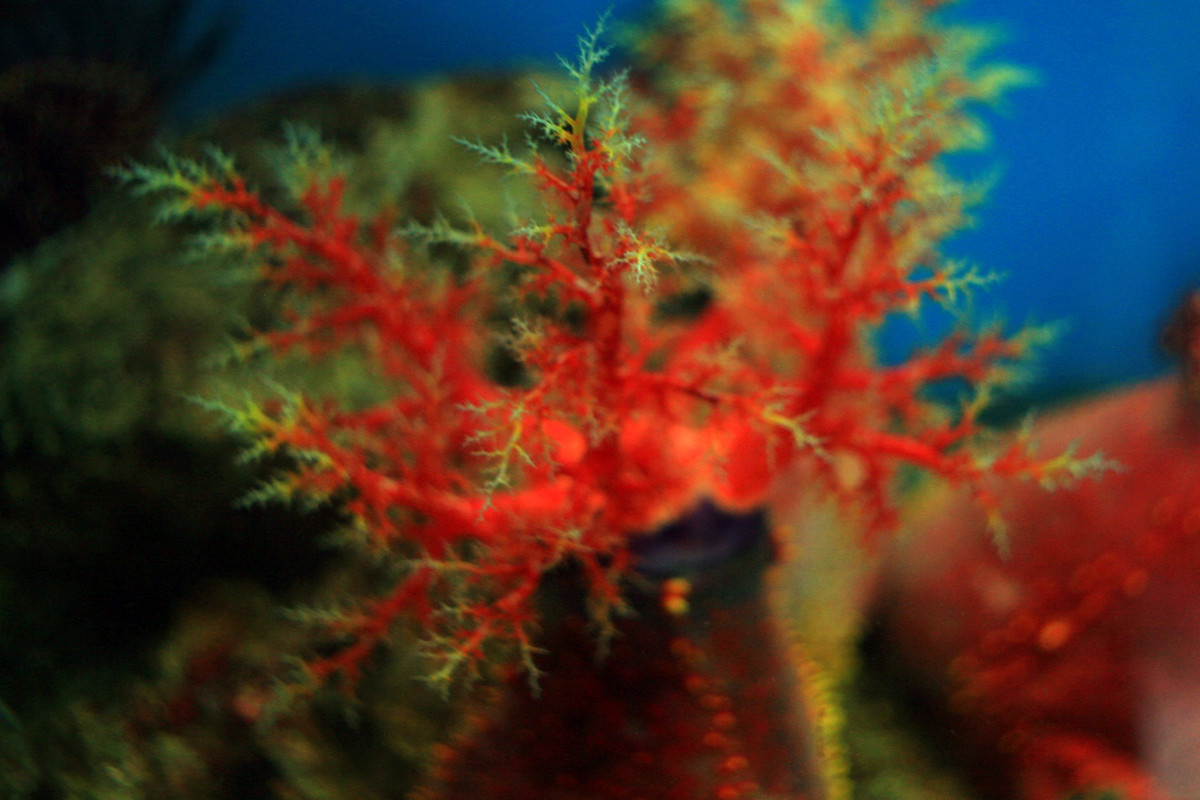 Là loài ăn lọc, táo biển có các xúc tu phân nhánh nhiều lần mọc ra tua tủa quanh lỗ miệng. Những xúc tu này có vai trò như cái lưới bẩy các sinh vật phù du trôi nổi trong nước.