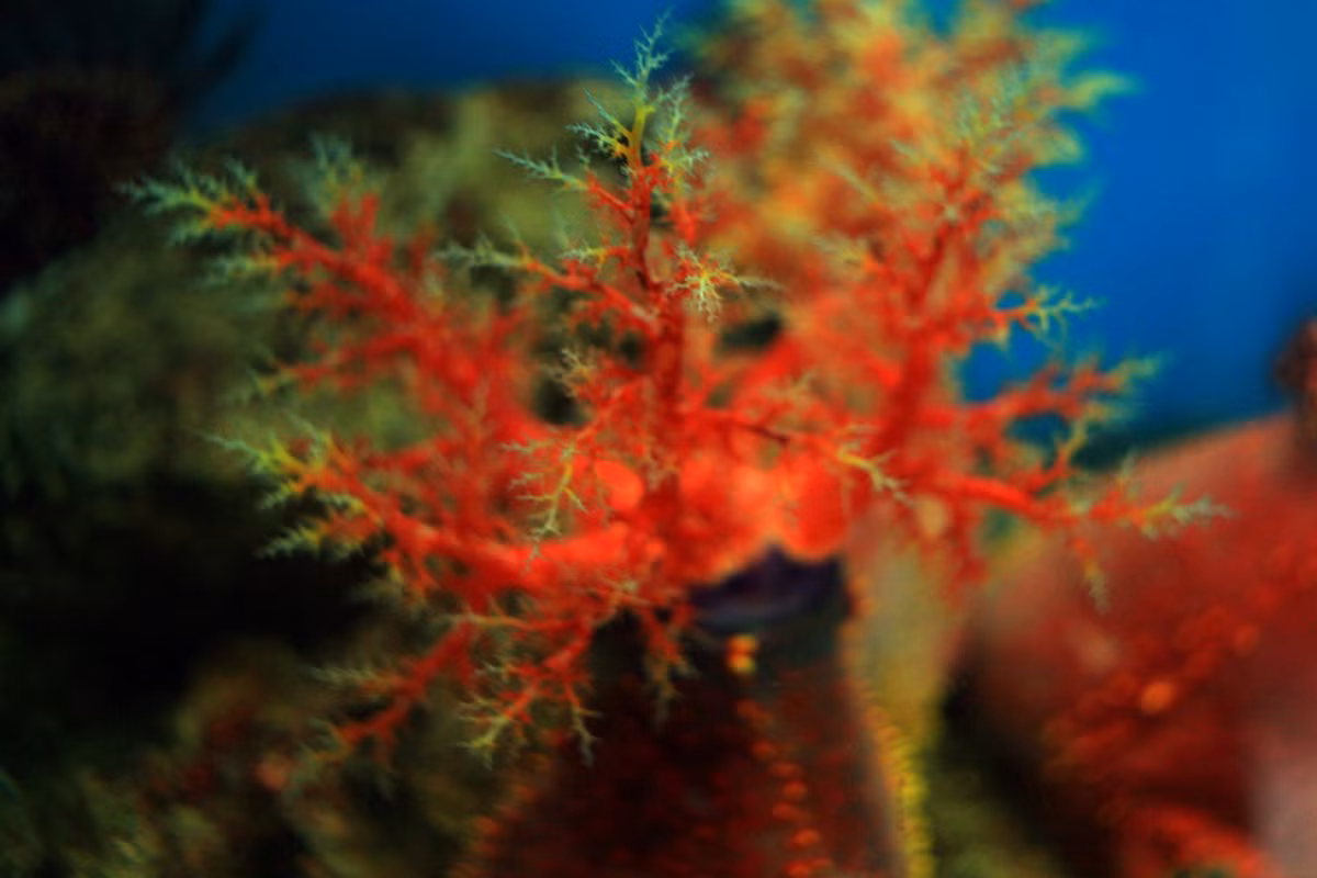 Là loài ăn lọc, táo biển có các xúc tu phân nhánh nhiều lần mọc ra tua tủa quanh lỗ miệng. Những xúc tu này có vai trò như cái lưới bẩy các sinh vật phù du trôi nổi trong nước.