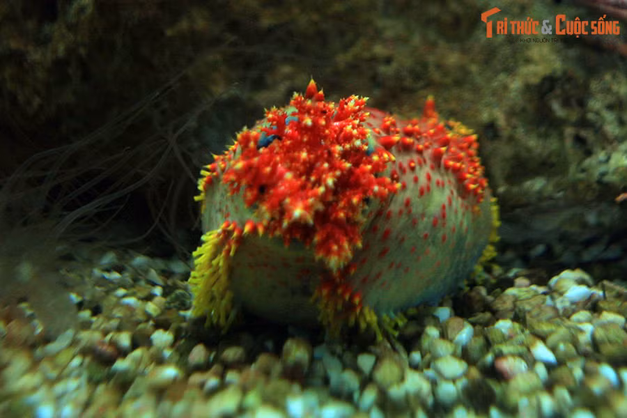 “ Táo biển” (sea apple) là tên gọi chung của các loài hải sâm thuộc chi Pseudocolochirus, sinh sống ở vùng biển Ấn Độ Dương - Thái Bình Dương. Tại Việt Nam, có thể quan sát cận cảnh loài động vật thú vị này trong Viện Hải dương học ở thành phố Nha Trang.