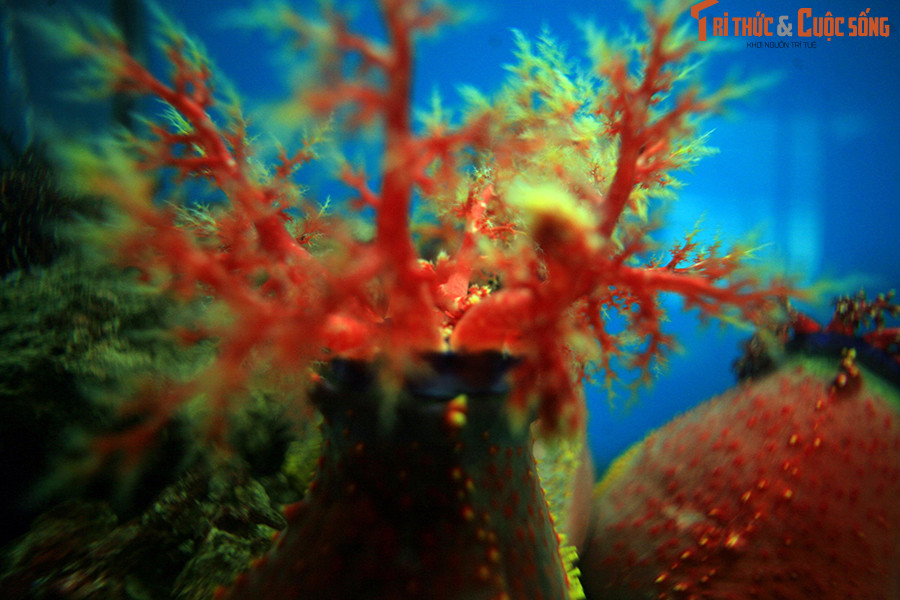 Cụ thể, táo biển thường bị chết đói nếu mức độ phù du trong bể không đủ cao. Ngoài ra, việc chúng giải phóng chất độc khi cảm thấy căng thẳng có thể khiến các loài vật được nuôi trong cùng bể chết sạch vì ngộ độc.