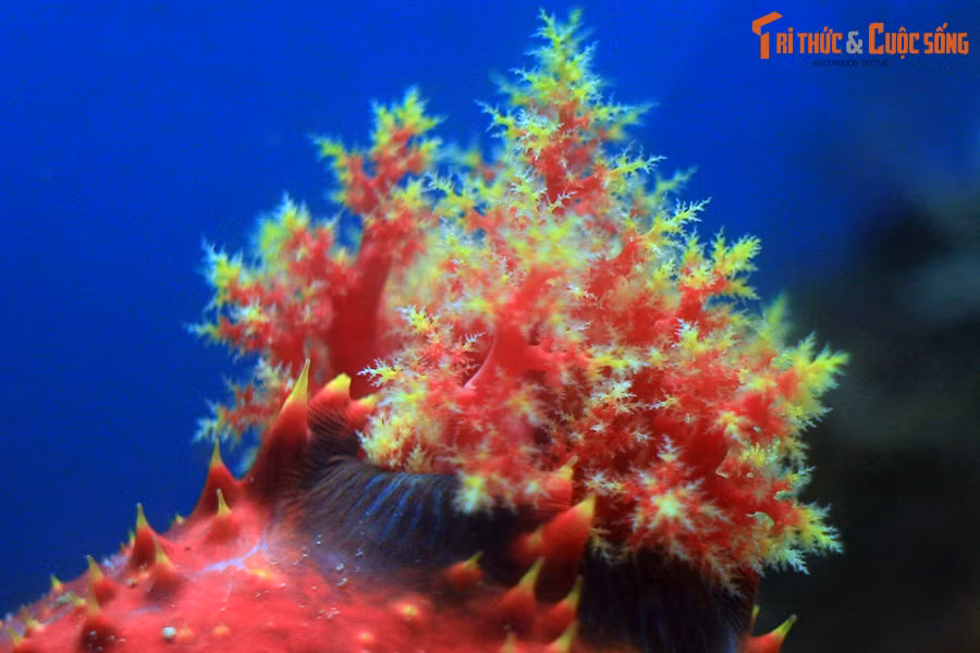 Khi không dùng đến, các xúc tu có thể được thu gọn vào trong miệng để tránh những tổn thương không cần thiết hoặc thu hút sự chú ý của các đối tượng không mong muốn.