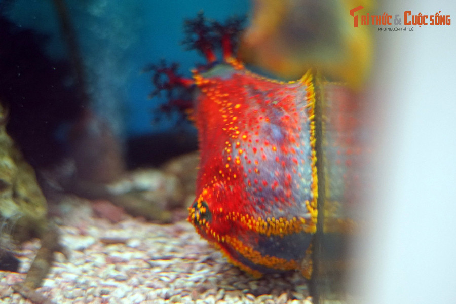 Thuộc nhóm hải sâm có vẻ ngoài dễ nhận biết nhất, những "quả táo di động" này có màu sắc rất sặc sỡ, gồm màu đỏ nổi bật cùng màu vàng và tím. Cơ thể của chúng hình trứng, có thể dài đến 20 cm khi trưởng thành.