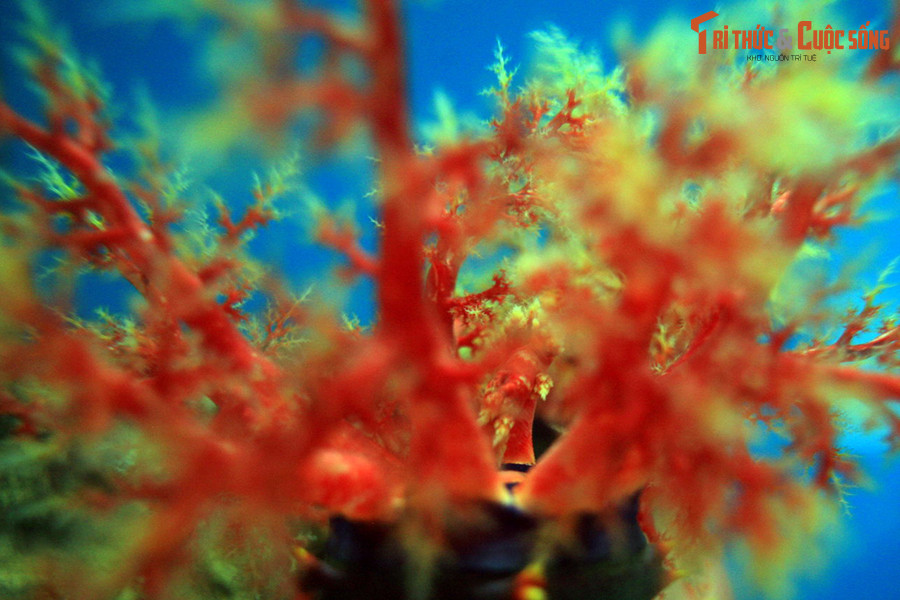 Khi bị quấy rầy, táo biển có thể phun ra những sợi ruột dính và có độc tố từ cả miệng và hậu môn để đe dọa kẻ thù. Ngoài ra, chúng cũng có thể giải phóng độc tố holothurin vào trong nước như một cơ chế phòng vệ.