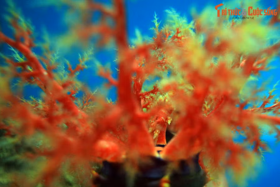 Khi bị quấy rầy, táo biển có thể phun ra những sợi ruột dính và có độc tố từ cả miệng và hậu môn để đe dọa kẻ thù. Ngoài ra, chúng cũng có thể giải phóng độc tố holothurin vào trong nước như một cơ chế phòng vệ.