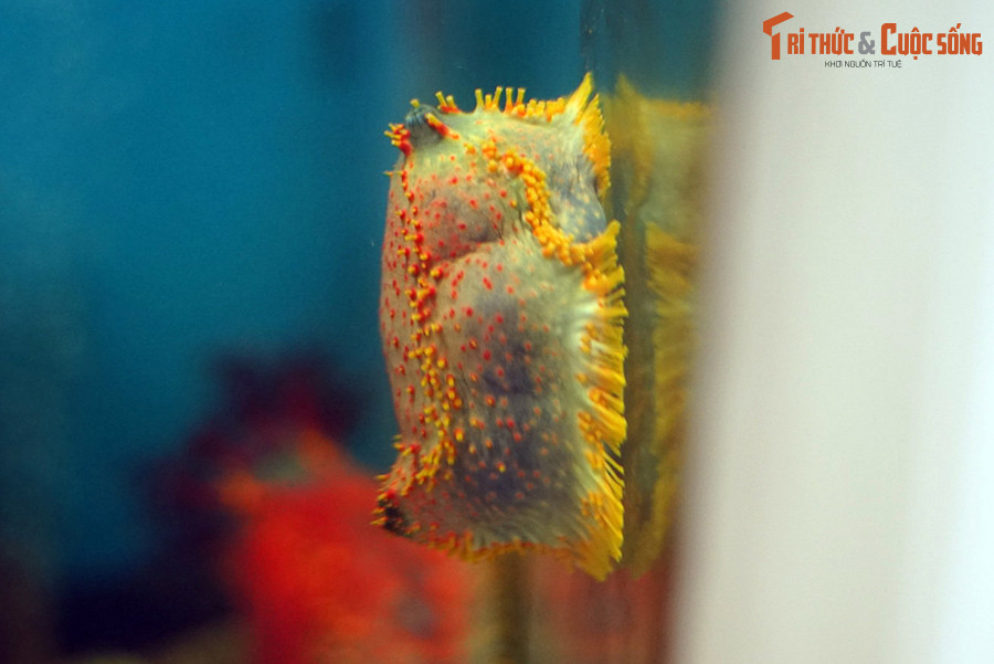 Vẻ ngoài độc đáo của táo biển khiến sinh vật này trở thành đối tượng được ưa thích trong các bể thủy sinh nước mặn. Tuy nhiên, đây không phải loài dễ nuôi và việc nuôi không đúng cách có thể gây những hệ quả không mong muốn.