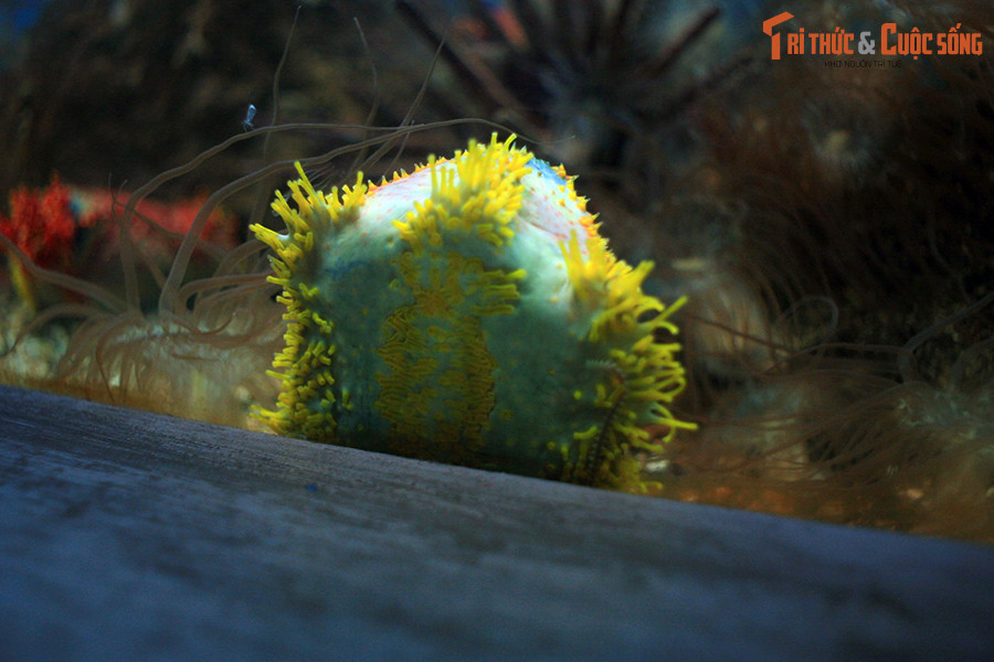 Giống như nhiều loài động vật khác trong ngành Da gai, táo biển có các hàng chân dạng ống giúp chúng di chuyển hoặc bám vào các cấu trúc trên nền biển.