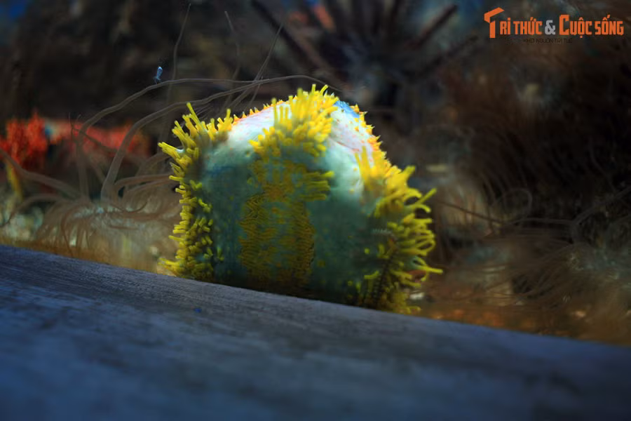 Giống như nhiều loài động vật khác trong ngành Da gai, táo biển có các hàng chân dạng ống giúp chúng di chuyển hoặc bám vào các cấu trúc trên nền biển.