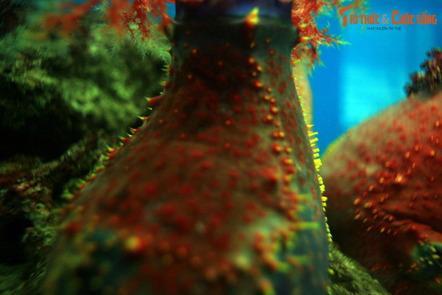 Khi bị đe dọa hoặc ở trong môi trường không phù hợp, táo biển có thể hút một lượng lớn nước biển để phồng lên gần gấp đôi kích thước ban đầu, giúp chúng di chuyển đến khu vực mới theo dòng nước và nhanh hơn nhiều so với trườn bò.